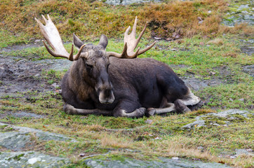 one big mosse lay on the grass