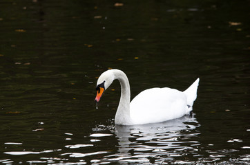 one beutiful white swan swim in the lake