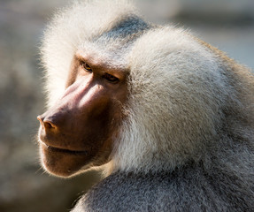 Portrait of a baboon monkey