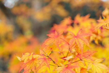 Beautiful Colorful Autumn Leaves