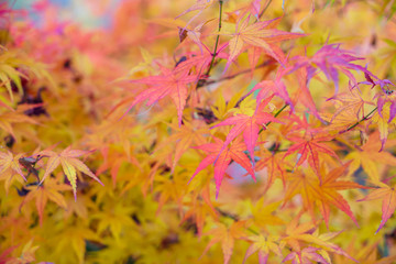 Beautiful Colorful Autumn Leaves