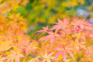 Beautiful Colorful Autumn Leaves