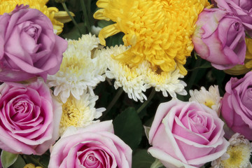 fresh beautiful pink rose and fragrance for love and yellow with