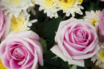fresh beautiful pink rose and fragrance for love on valentine da