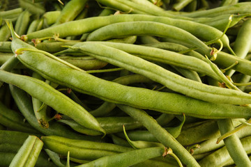 Lots of fresh green french beans background