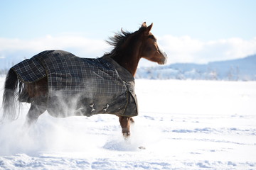 wearing my new coat, beautiful Quarter horse running through fresh snow and wearing a winter coat