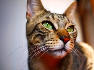 Gatto con occhi verdi