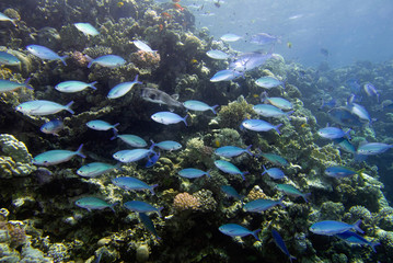 Schooling fish at the coral reef