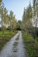 Fototapeta na wymiar Milan (Italy): park of Grugnotorto at fall