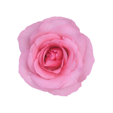 fresh beautiful pink rose petal and aroma with drop of water on