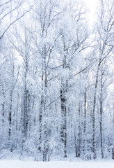 sun in winter forest trees covered with snow