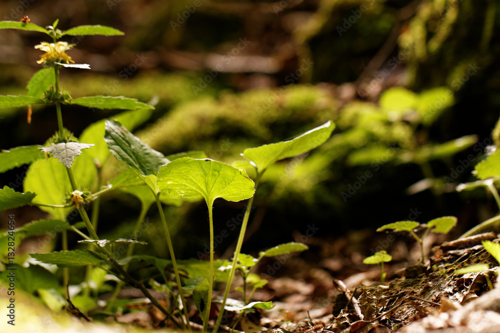 Wall mural Undergrowth