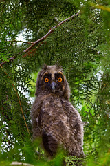 owl on a tree