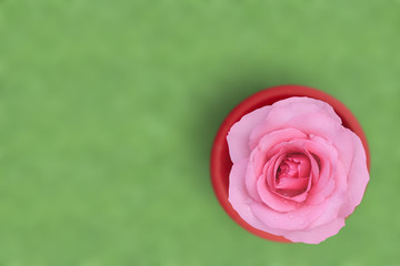 top view fresh beautiful pink rose petal and aroma with drop of