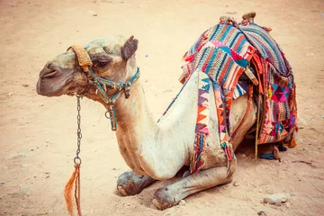 Crédence de cuisine en verre imprimé Chameau Le chameau bédouin repose sur le sable près du trésor d& 39 Al Khazneh. Jordan. Wadi Rum