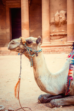closeup beautiful bedouin camel rests near the treasury Al Khazneh - treasury, ancient city of Petra, Jordan.  Wadi Rum
