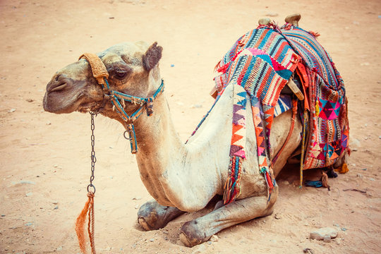 Bedouin camel rests on sand near the treasury of Al Khazneh. Jordan. Wadi Rum