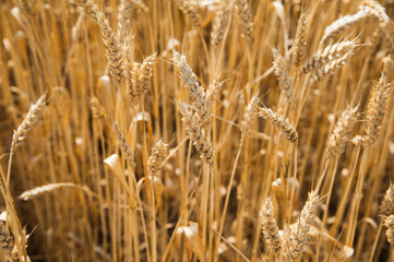 Wheat field