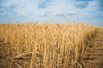 Fototapeta na wymiar Gold wheat field