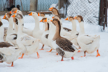 Obraz premium White geese in the snow