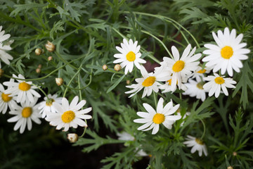 Beautiful white daisy flower blooming
