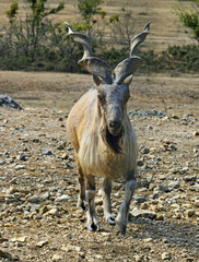 Markhor in the reserve. - 132826236