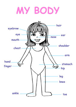 My body", educational info graphic chart for kids showing parts of human body of a cute cartoon girl.