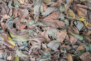 dried leaves background