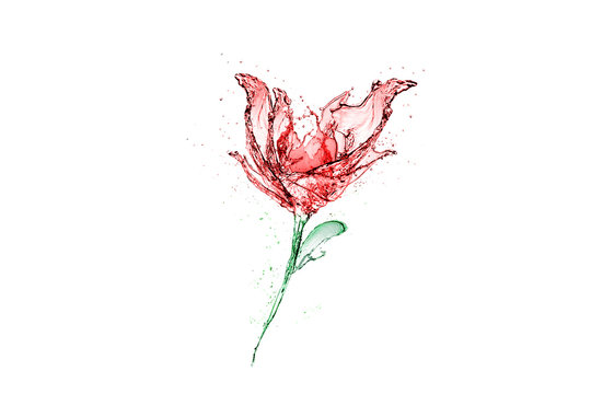 Fototapeta Rose made of water splash isolated on white background