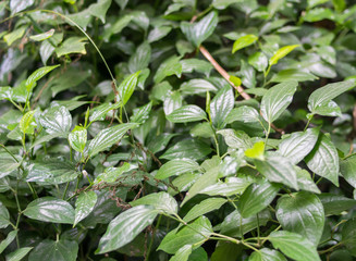 Herbs is medicinal properties of the drug to treat angina .WildbetalLeafbush ( Piper sarmentosumRoxb)