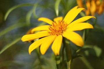 Yellow flowers in the garden