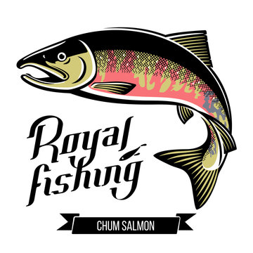 Chum Salmon fish color vector illustration