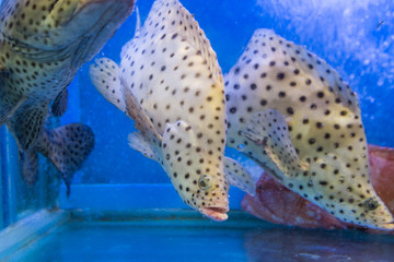 Fototapeta premium Rat grouper breed fish in restaurant aquarium tank for sale