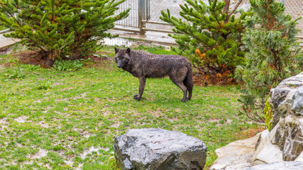 Naklejka premium Alaskan black wolf walking on the trail.