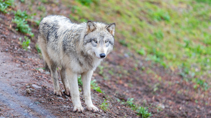 Timberwolf (gray wolf) walking on the trail.