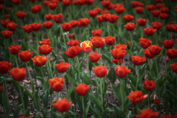 Fototapeta na wymiar Field of tulips & the tulip different from others. (with vignette).