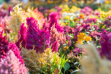 background of colorful flower