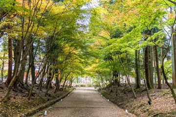 Tree tunnel consisting of maple trees along a path in a autumn forest.