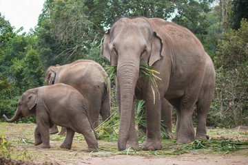 Asia elephant