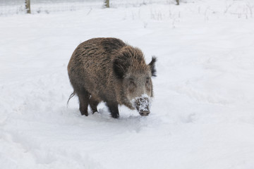 Wildschwein im Winter