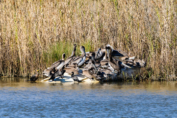 Fototapeta premium Brown Pelicans