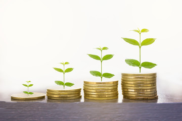 Stacks of golden coins on the white background.