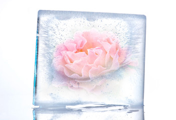 rosafarbene Rose in Eisblock eingefroren