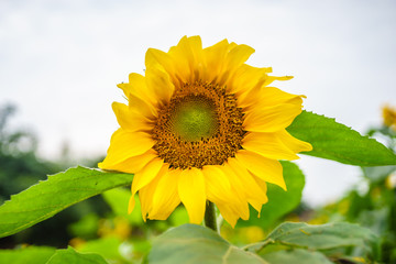 Obraz premium Sunflowers at Hanoi, Vietnam
