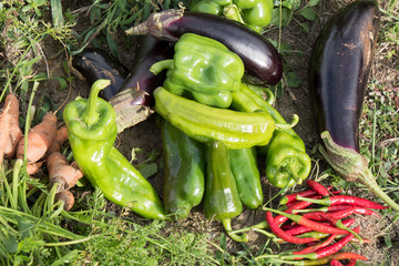 Green peppers and eggplants in the garden