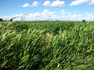 Espigas verdes en la pradera con cielo azul