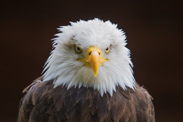 photo of an alert American Bald Eagle