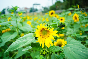 Sunflowers at Hanoi, Vietnam