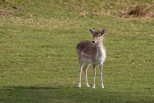 photo of a female deer standing alone