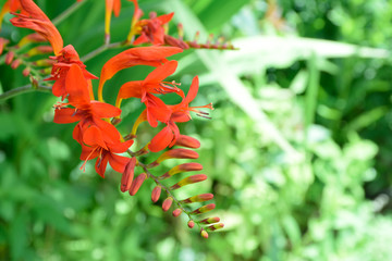 Crocosmia - Crocosmia x crocosmiiflora.
